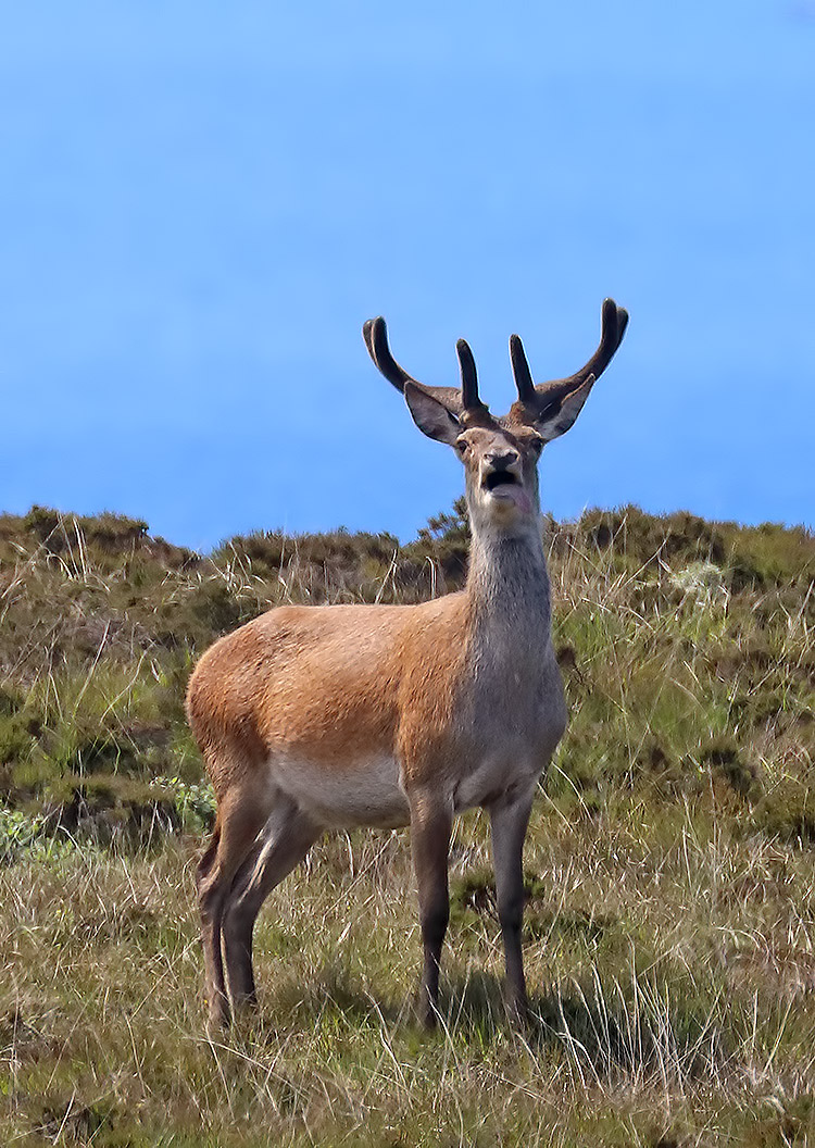 red deer